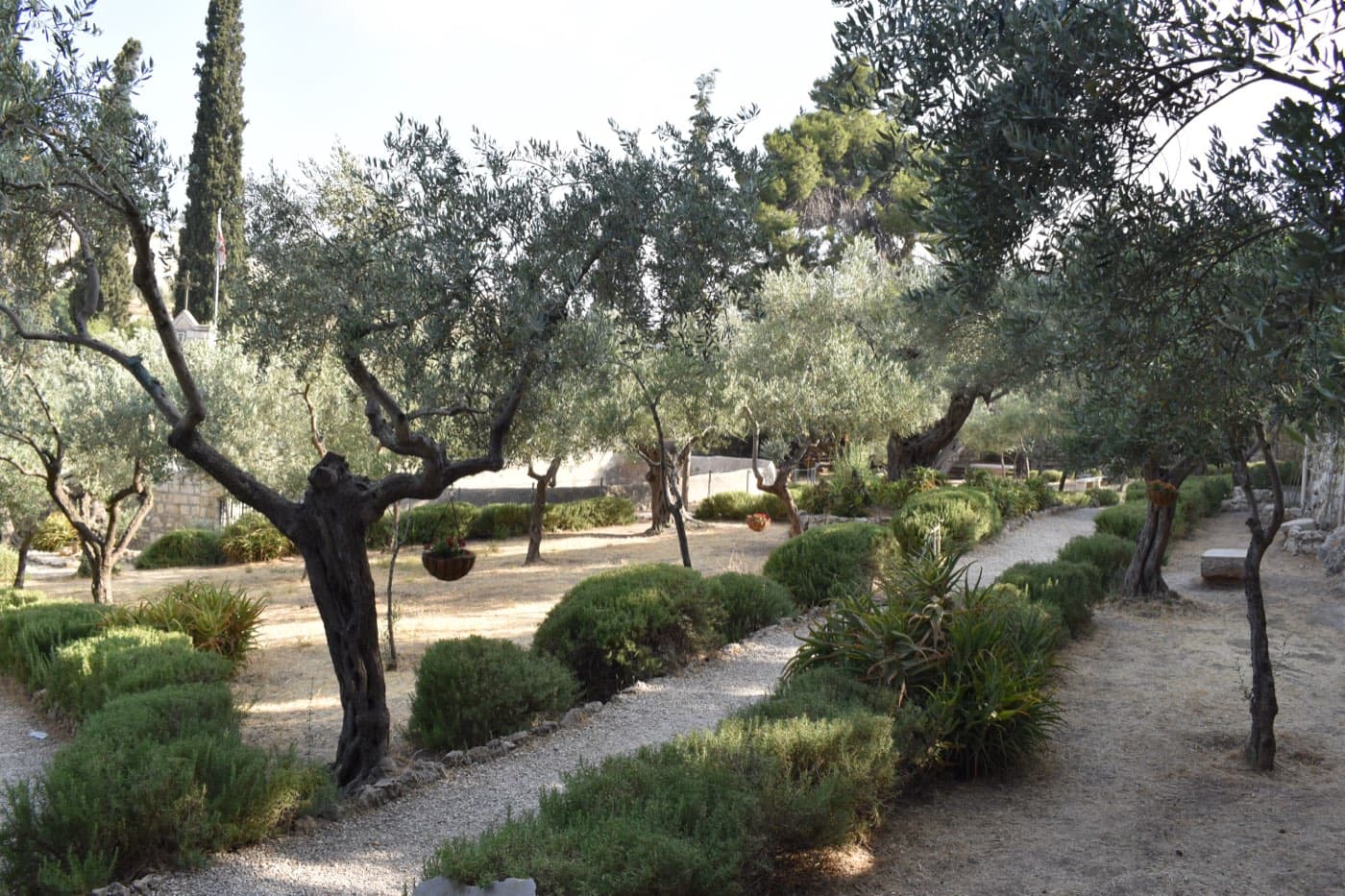 Bougainvillea against ancient stone in Jerusalem